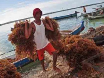 Hilirisasi Rumput Laut Perlu Kajian Matang